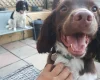 English Springer Spaniel