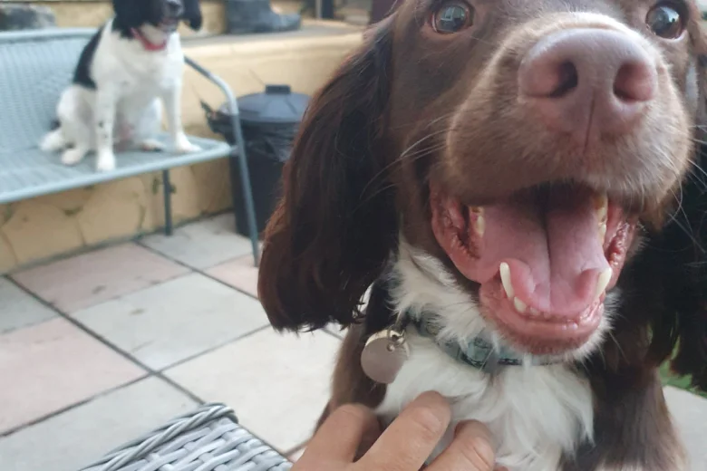 English Springer Spaniel