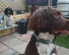 English Springer Spaniel