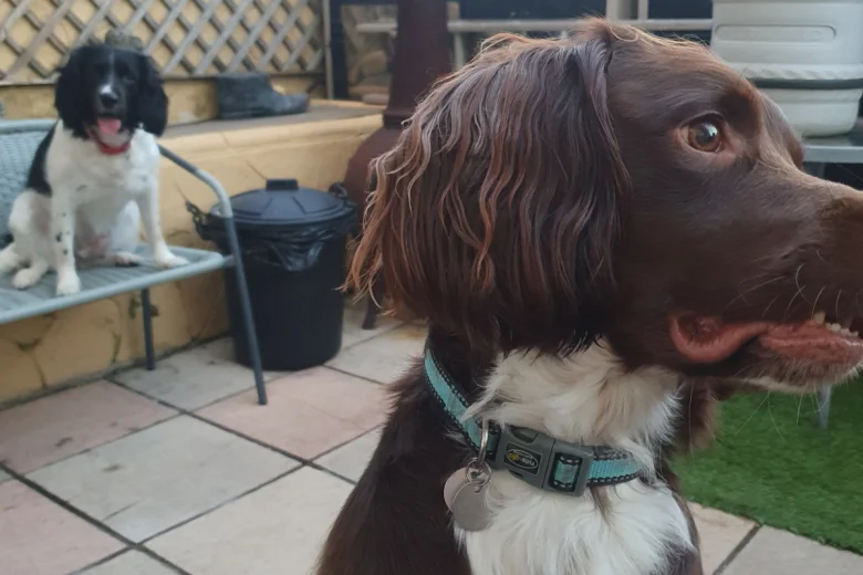 English Springer Spaniel