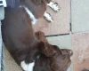 English Springer Spaniel