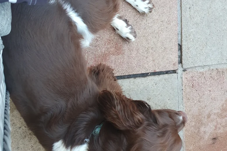 English Springer Spaniel