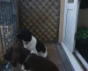 English Springer Spaniel