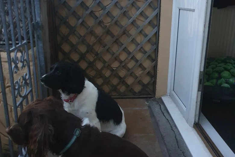 English Springer Spaniel