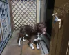 English Springer Spaniel