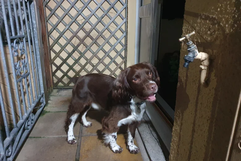 English Springer Spaniel