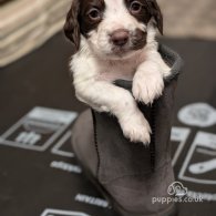 English Springer Spaniel - Both