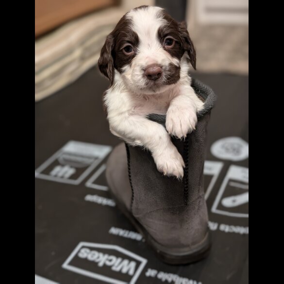 English Springer Spaniel - Both