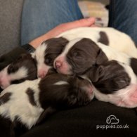 English Springer Spaniel - Both