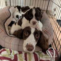 English Springer Spaniel - Both