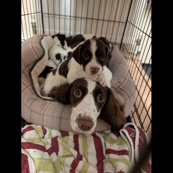 English Springer Spaniel - Both