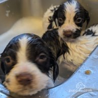 English Springer Spaniel - Both