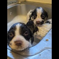 English Springer Spaniel - Both