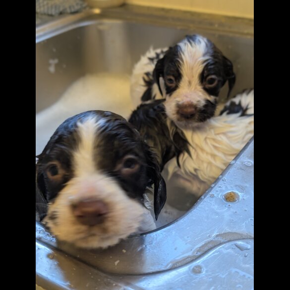 English Springer Spaniel - Both