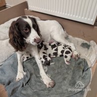 English Springer Spaniel - Both