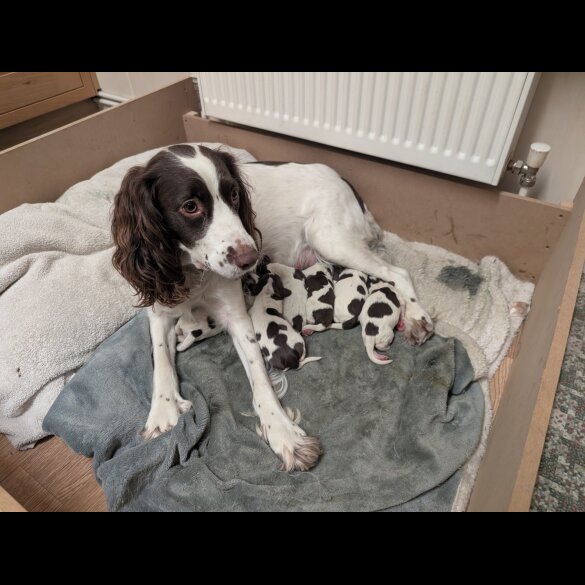 English Springer Spaniel - Both