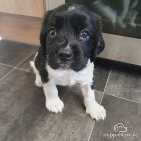 English Springer Spaniel - Both