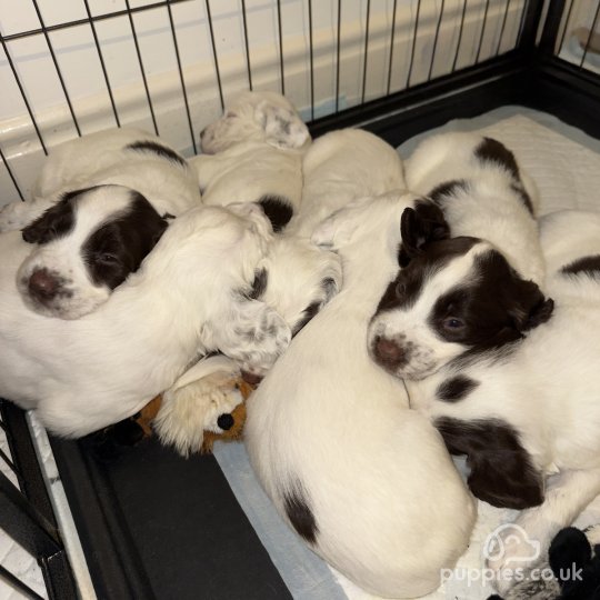 English Springer Spaniel - Both