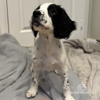 English Springer Spaniel - Both