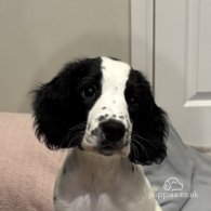 English Springer Spaniel - Both