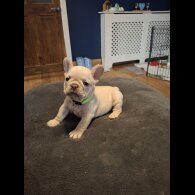 French Bulldog - Both