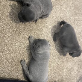 French Bulldog - Both