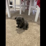 French Bulldog - Both