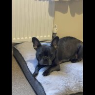 French Bulldog - Both