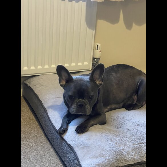 French Bulldog - Both
