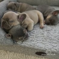 French Bulldog - Both