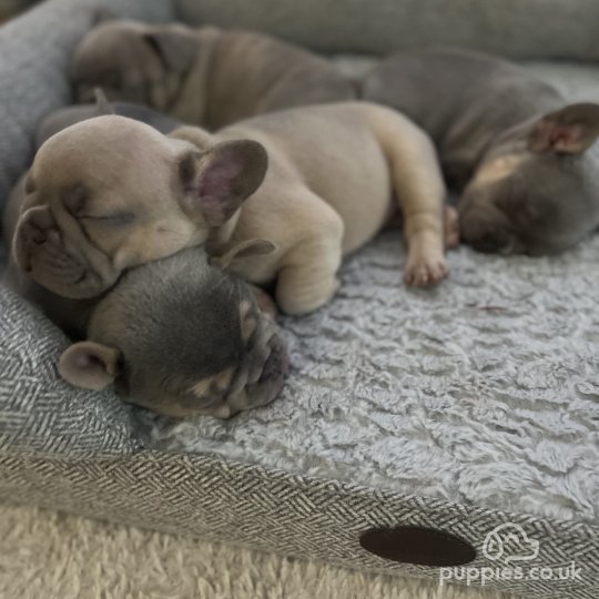 French Bulldog - Both