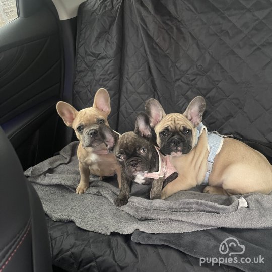 French Bulldog - Both