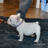 French Bulldog - Both