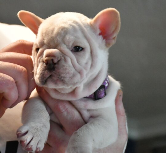 French Bulldog