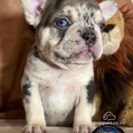 French Bulldog - Both