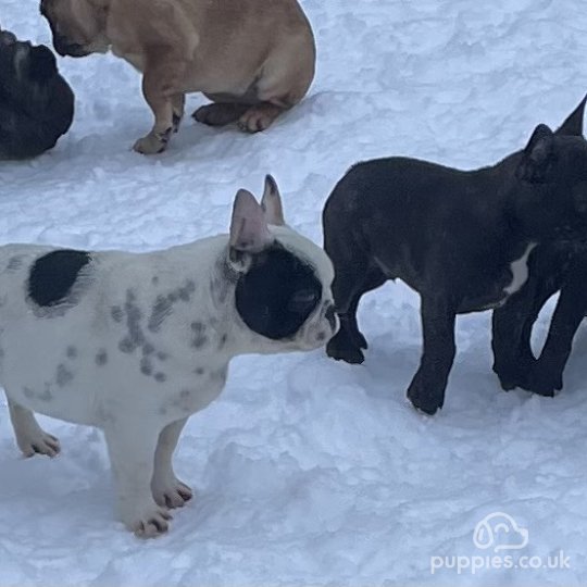 French Bulldog - Dogs