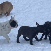 French Bulldog - Dogs