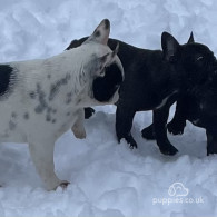 French Bulldog - Dogs