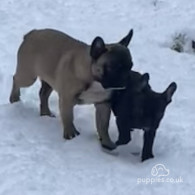 French Bulldog - Dogs