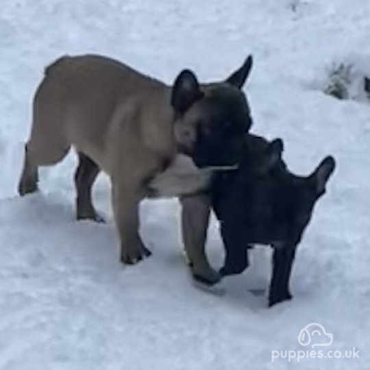 French Bulldog - Dogs