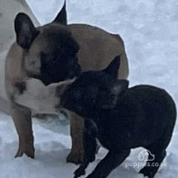 French Bulldog - Dogs