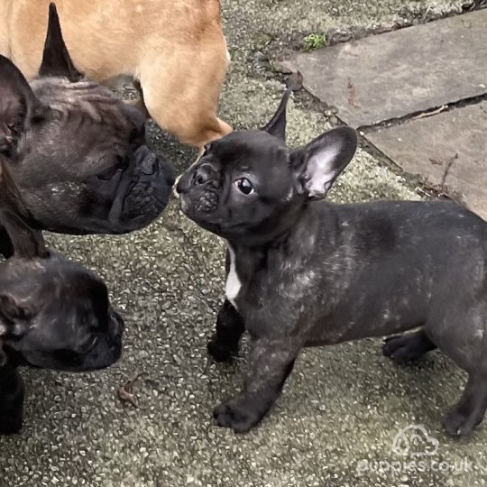 French Bulldog - Dogs