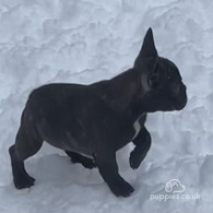 French Bulldog - Dogs