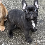 French Bulldog - Dogs