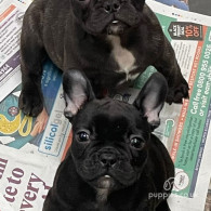 French Bulldog - Dogs