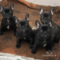 French Bulldog - Dogs