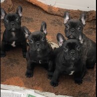 French Bulldog - Dogs