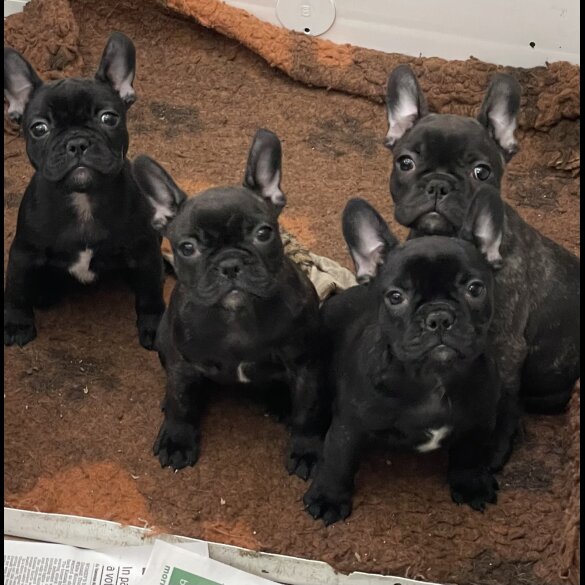 French Bulldog - Dogs