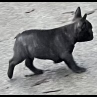 French Bulldog - Dogs