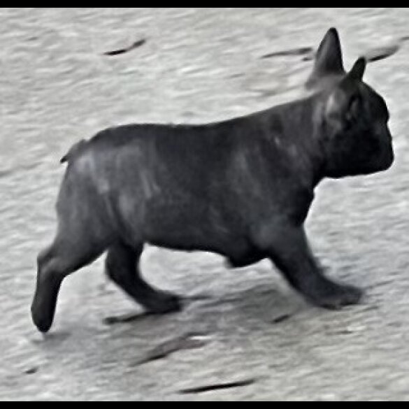 French Bulldog - Dogs